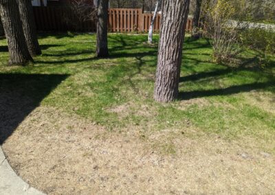 Backyard-Before